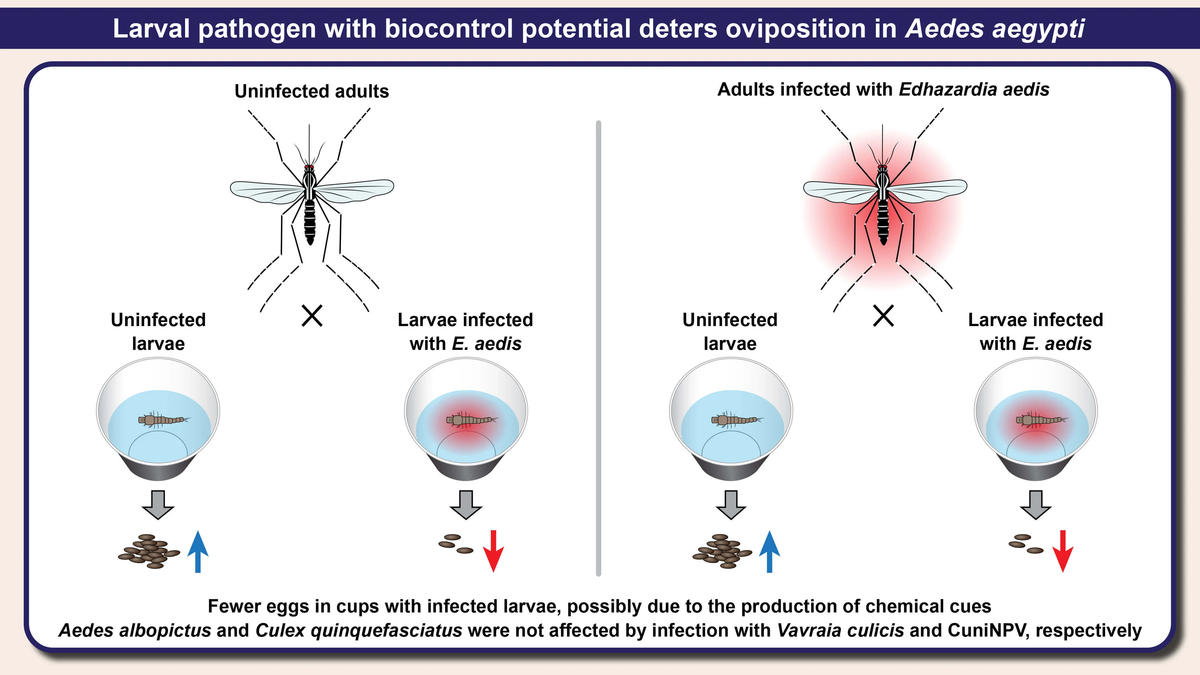 Graphical Abstract – Springer Nature Research Solutions